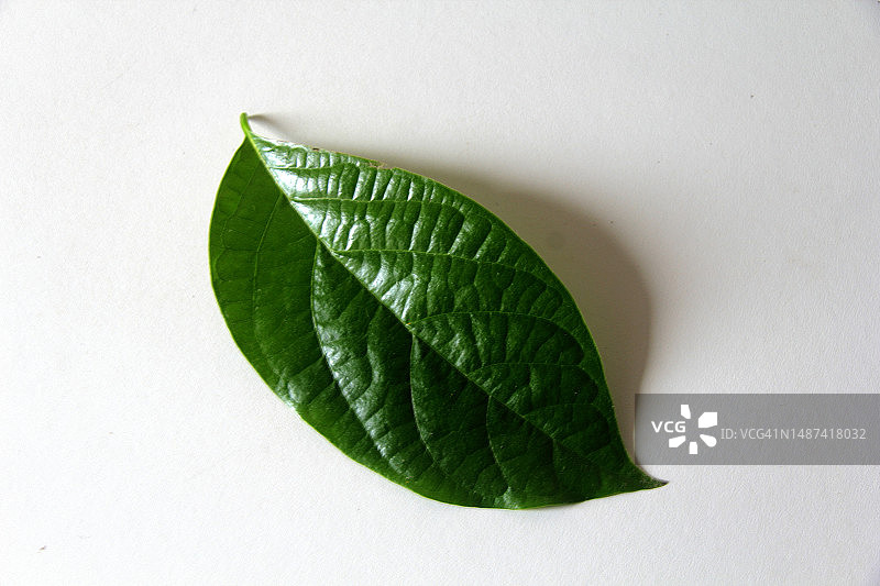 绿叶及其纹理图片素材