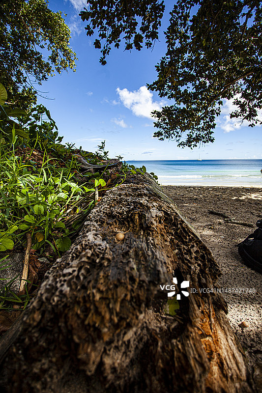 热带精选图片素材