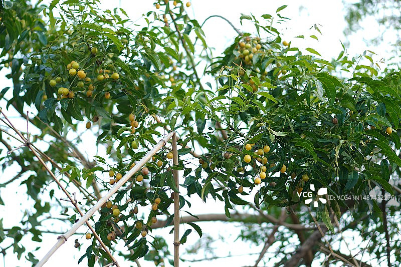 绿色叶子蔬菜印楝图片素材