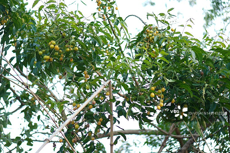 绿色叶子蔬菜印楝图片素材