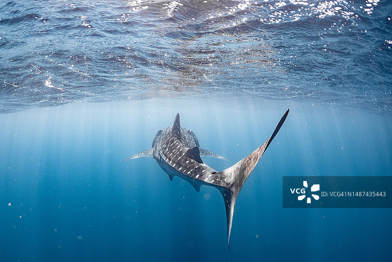 鲸鲨图片素材
