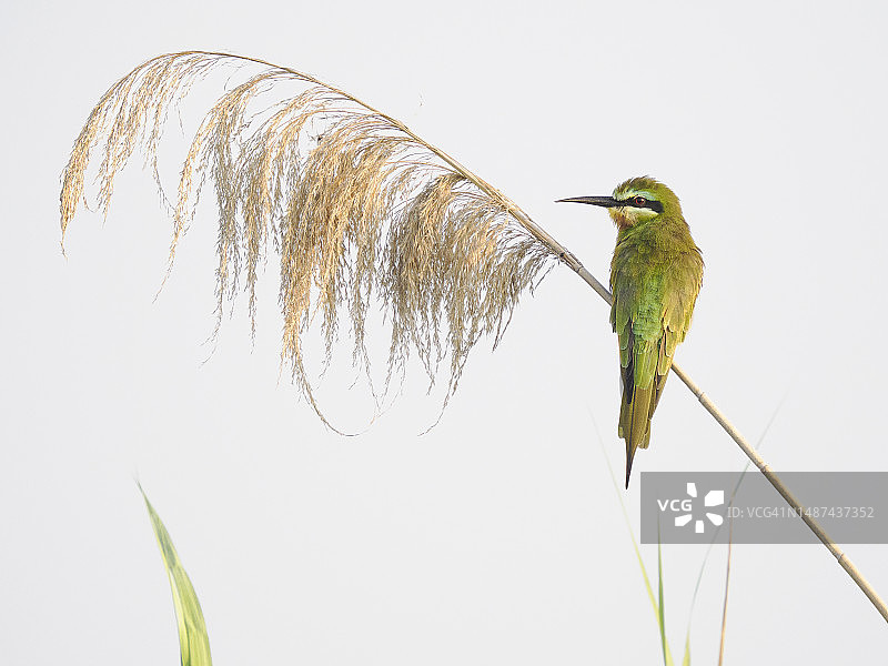 栖息在芦苇上的蓝颊蜂虎图片素材