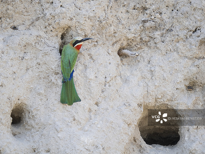 河岸巢穴的白额蜂虎图片素材