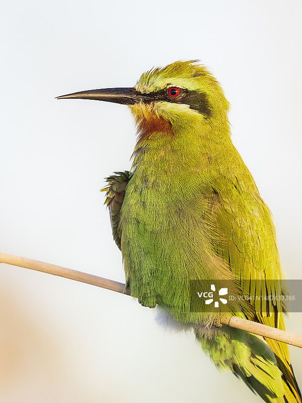 栖息在芦苇上的蓝颊蜂虎图片素材