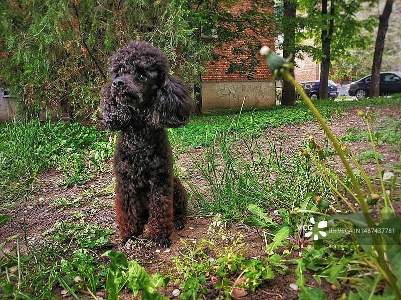 当我需要帮助时，找到了你的爪子图片素材