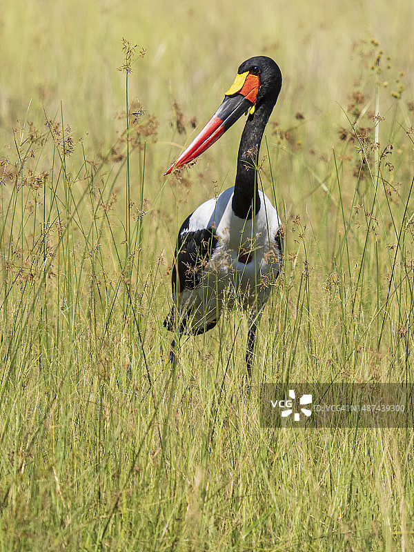 奥卡万戈三角洲的非洲鞍嘴鹳图片素材