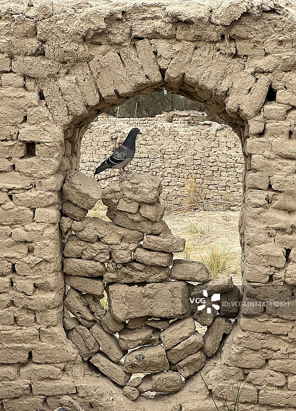 破损的墙壁与鸟图片素材