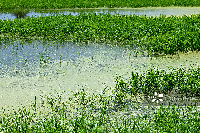 受农药污染的稻田图片素材