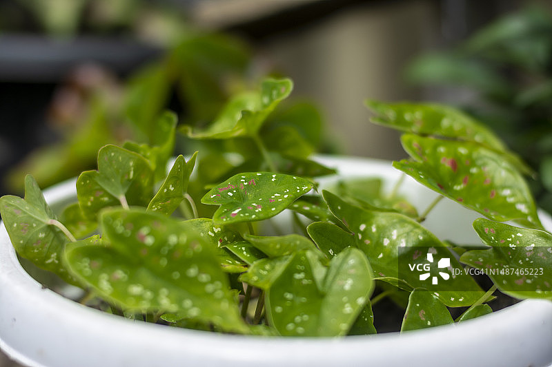 白色盆栽中的花叶芋图片素材