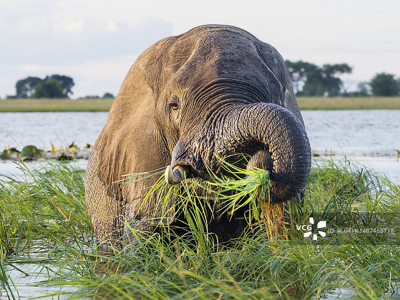 在乔贝河吃草的非洲象（非洲象）图片素材