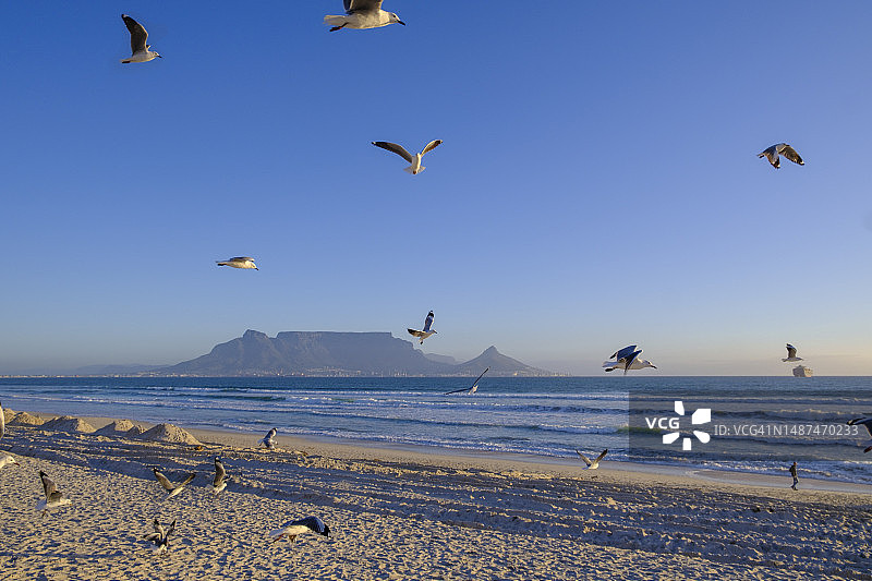 南非西开普省：海鸥飞过沙滩，背景是桌山图片素材
