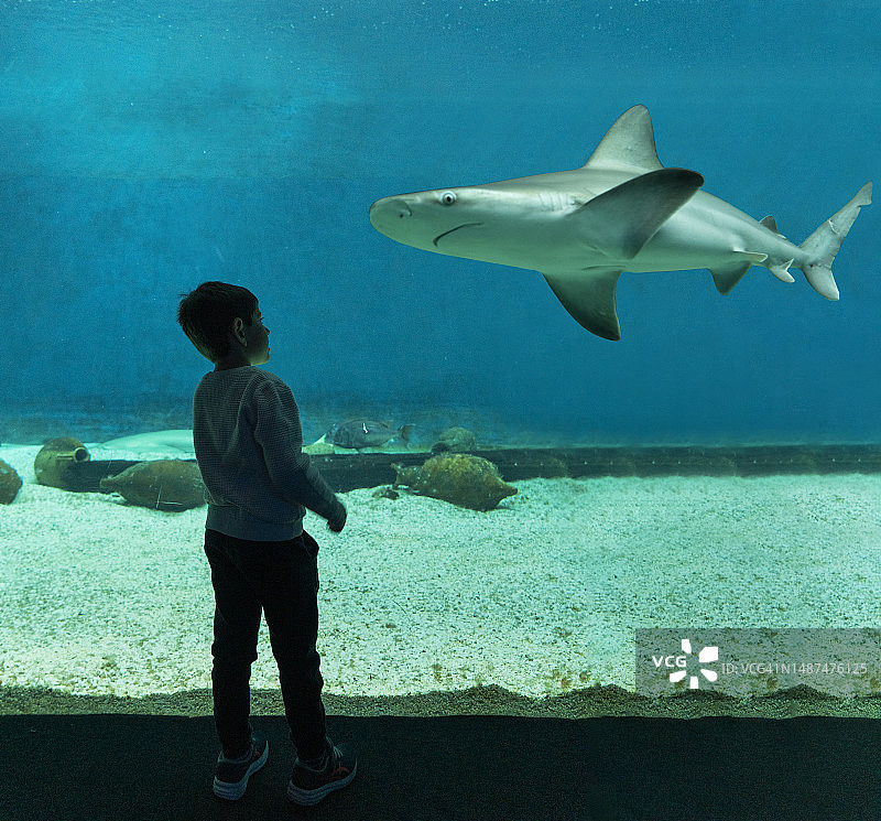 男孩在水族馆观看鲨鱼图片素材