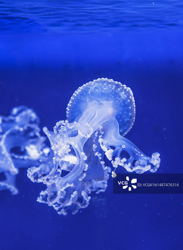 菲洛里扎水母图片素材