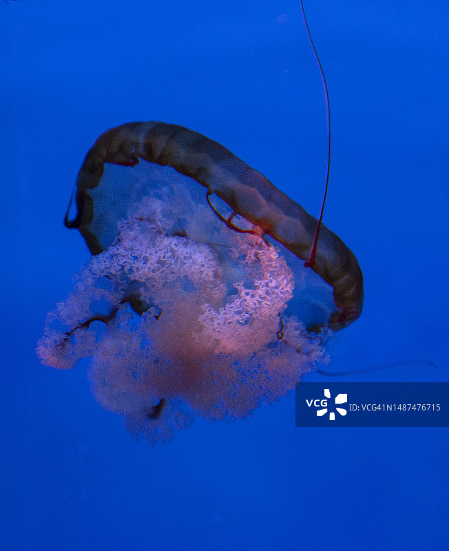 棕色水母图片素材