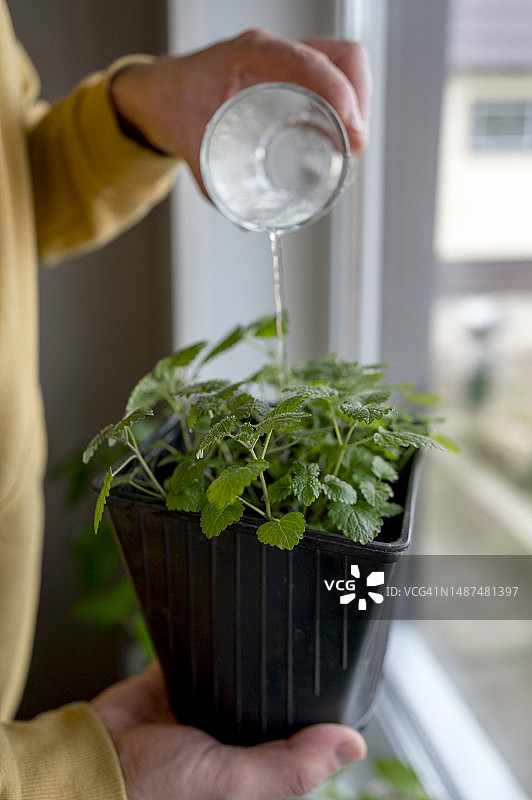 男人在家往盆栽里倒水图片素材
