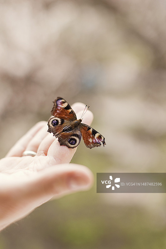 孔雀蛱蝶停在男人手上图片素材