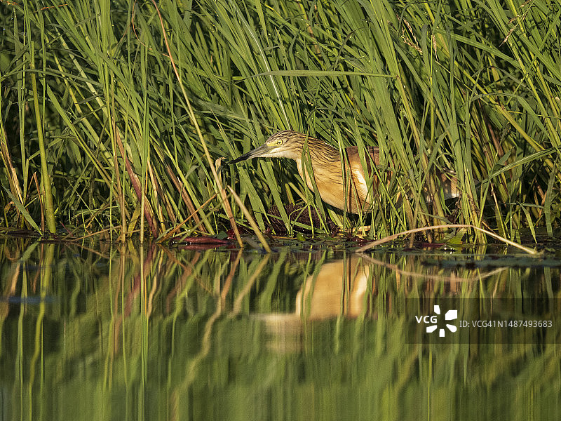 乔贝河上的池鹭图片素材