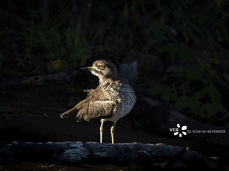 乔贝河上的水石鸡图片素材