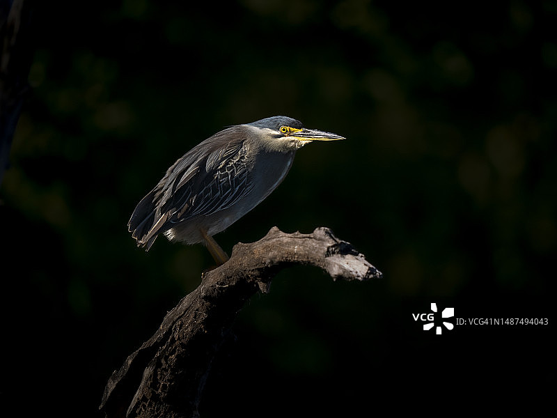 绿鹭栖息在枯枝上图片素材