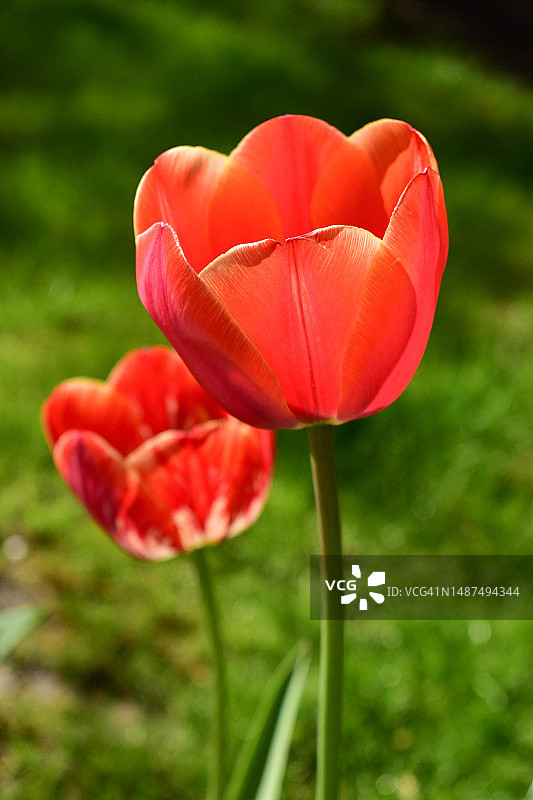 绿草背景上的两朵红色郁金香特写图片素材