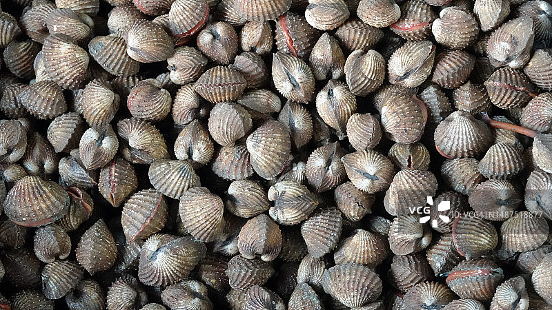 市场上的新鲜鸟蛤图片素材