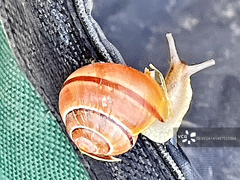 壳蜗牛（Cepaea Nemoralis）特写，主要以死亡和腐烂的植物为食图片素材