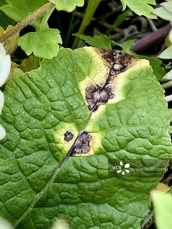 特写镜头：生长在普通报春花（Primula Acaulis）叶子上的真菌图片素材