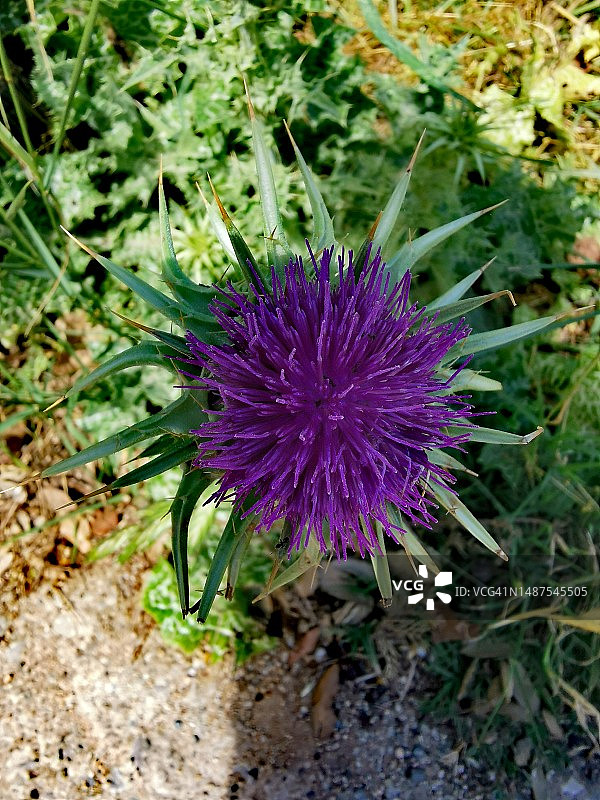 奶蓟草图片素材