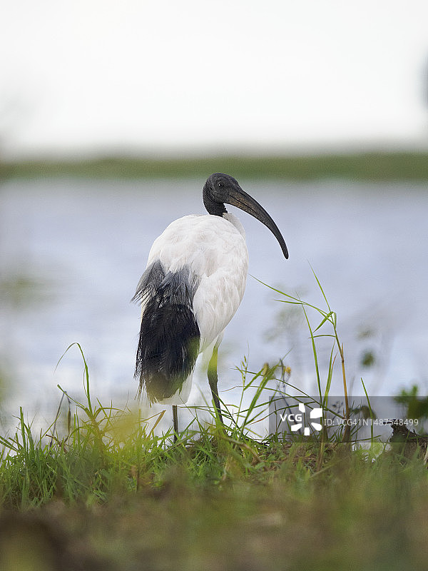 乔贝河的非洲圣鹮图片素材
