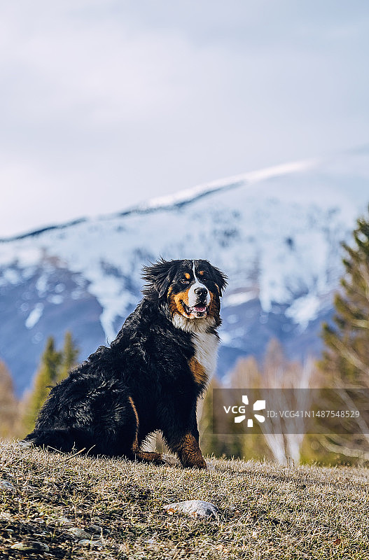 伯恩山犬坐在草地上，春季干草覆盖着雪山图片素材