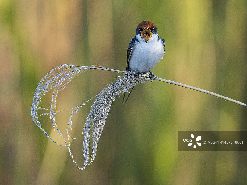 栖息的燕尾燕图片素材