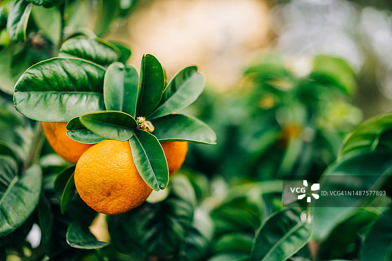 果园里的成熟橘子图片素材