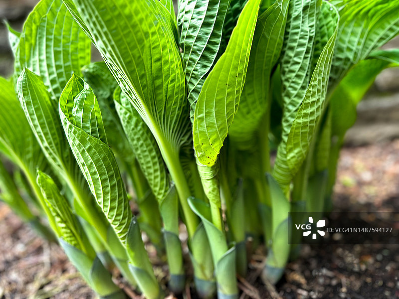 春天花园中引人注目的玉簪花图案（侧视图）图片素材