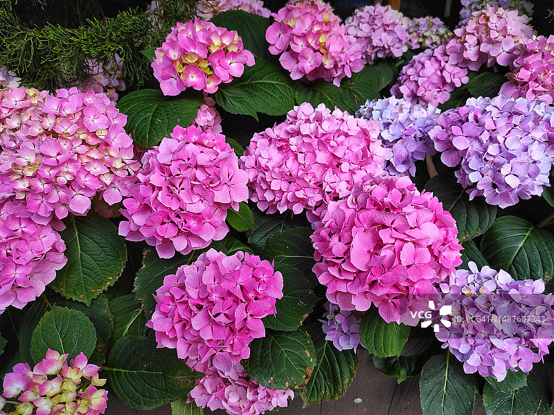 盛开的绣球花或五色花图片素材