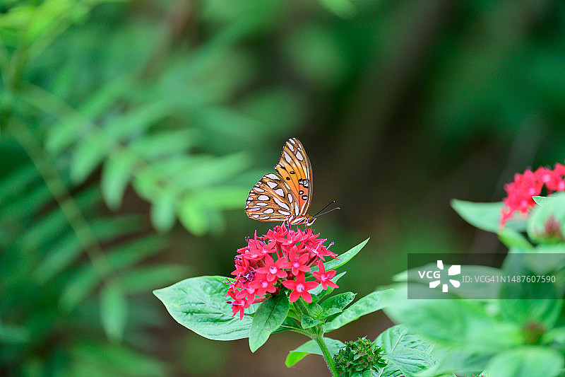 海湾贝母蝴蝶图片素材