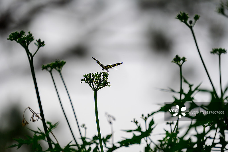 长翅凤蝶图片素材