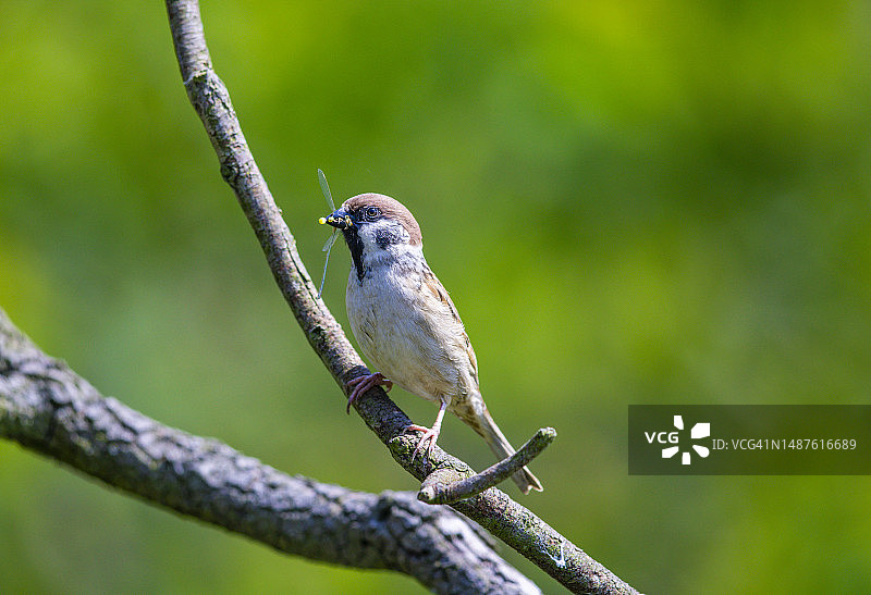 雀鸟栖息在树枝上的特写图片素材