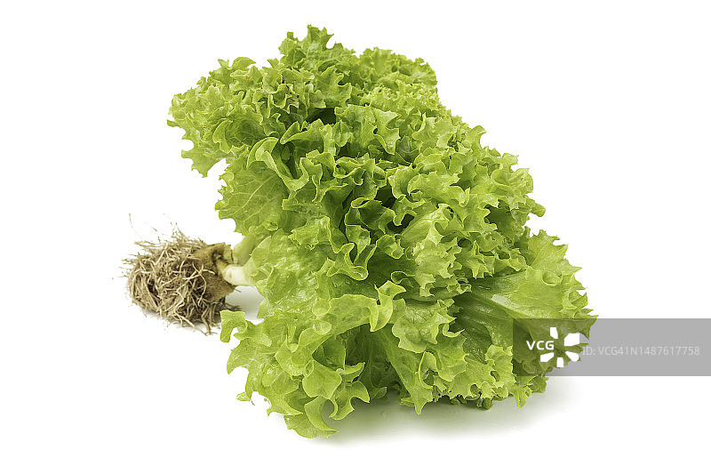 白色背景下的独立生菜，有机纯素食品概念图片素材