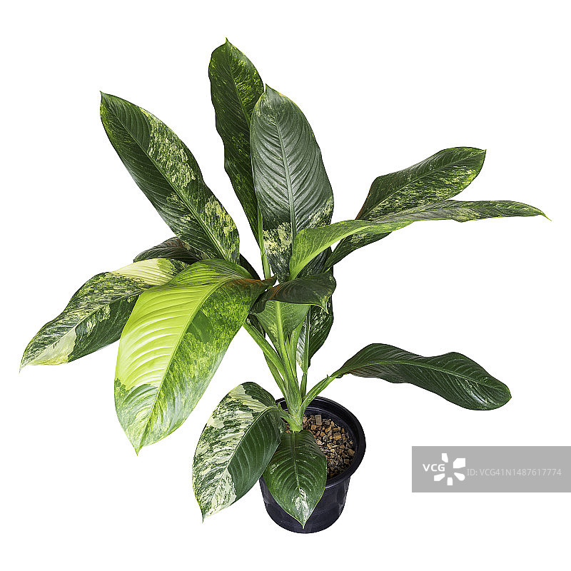 在黑色塑料盆中，花叶万年青的剪切部分（天南星科），隔离在白色背景上图片素材