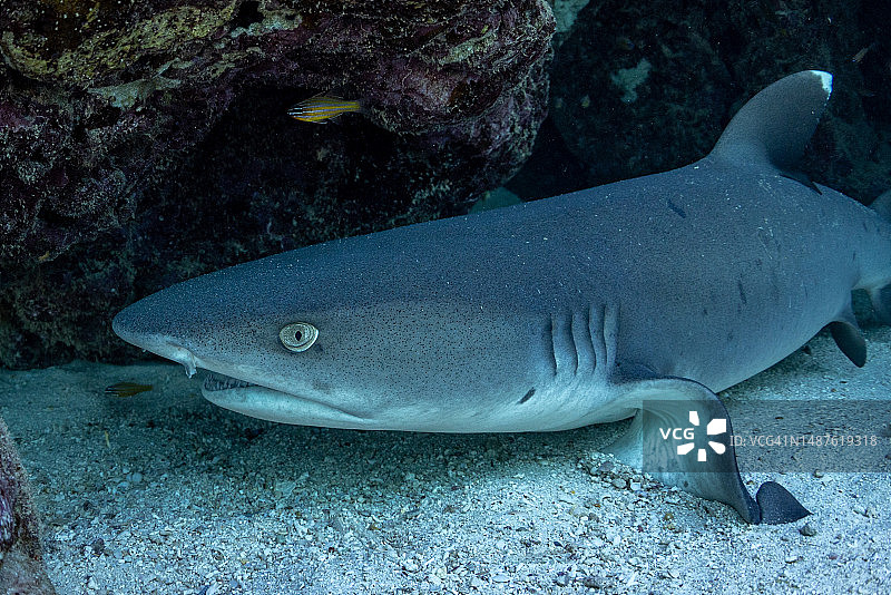 珊瑚礁岩下的白鳍礁鲨图片素材