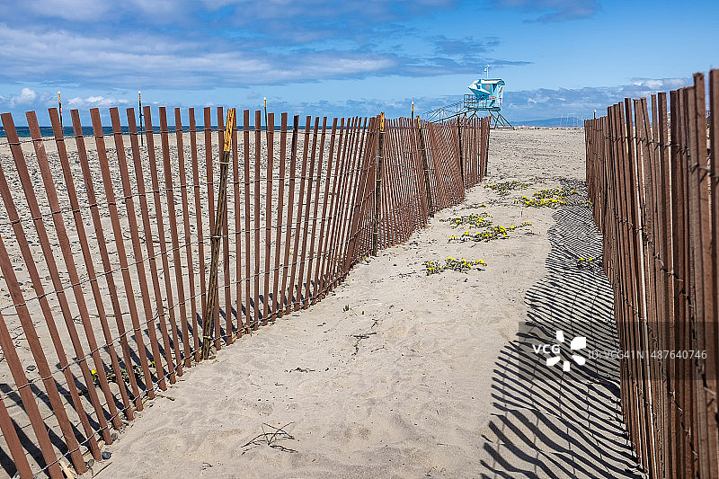 沙之花图片素材