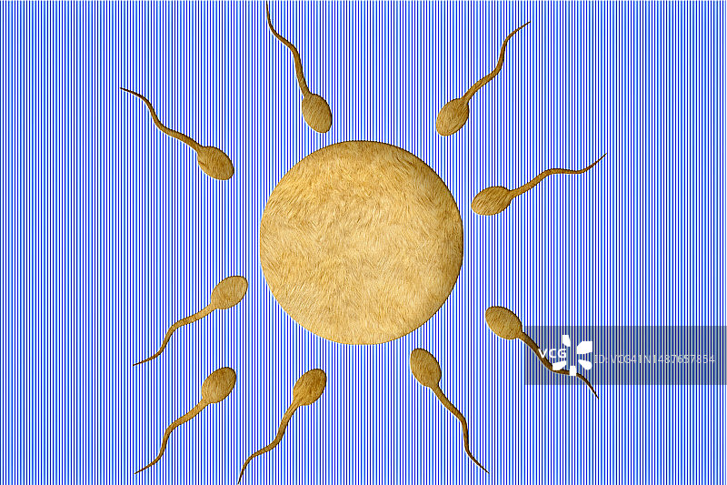 精子细胞准备在文书工作中使卵子受精图片素材