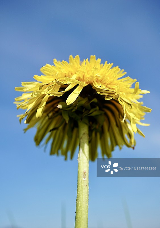 蓝天下的蒲公英：巴伐利亚的春天图片素材
