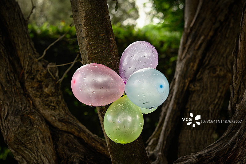 系在橄榄树上的彩色气球图片素材