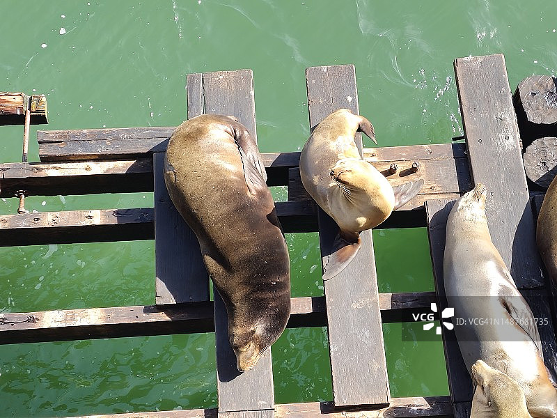 阳光下的海狮图片素材