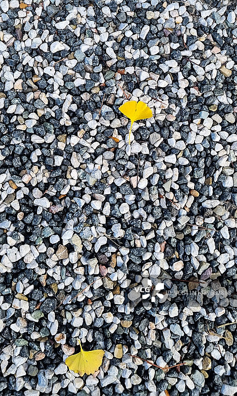 不同颜色鹅卵石上的两片银杏叶图片素材