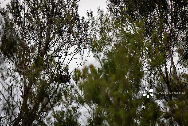 塔斯马尼亚弗雷西内国家公园的树上鸟巢图片素材