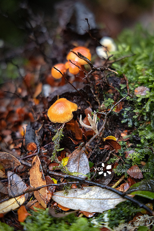 生长在落叶层森林地面上的真菌图片素材