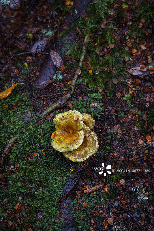 树桩上生长的层孔菌图片素材