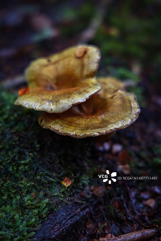 树桩上生长的层孔菌图片素材